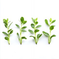 Fototapeta premium Fresh Green Plant Sprouts Nature Spring Growth Botany eco leaf stem life lush flora white image