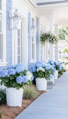 A white walkway lined with potted hydrangeas and hanging baskets leading to a blue and white house