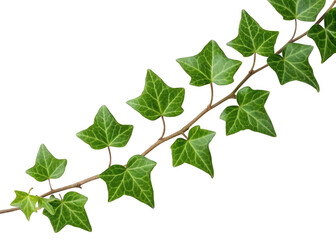 Ivy vine isolated on a transparent background.