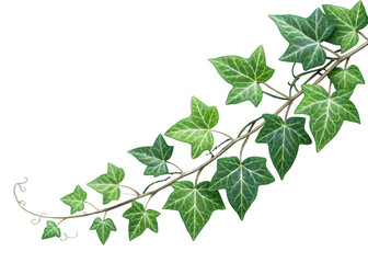 Ivy vine isolated on a transparent background.