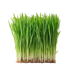Wheatgrass Shot Backdrop Ultra Hd Stylize  isolated on a transparent background