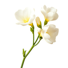 Naklejka premium Elegant White Freesia Flowers on Stem on Transparent Background