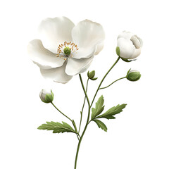 Fototapeta premium Elegant White Flower with Buds on Transparent Background