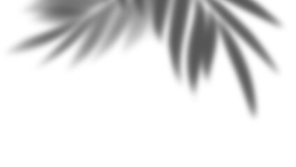 The shadows of trees and leaves are used to create decorative shadows