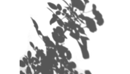 The shadows of trees and leaves are used to create decorative shadows