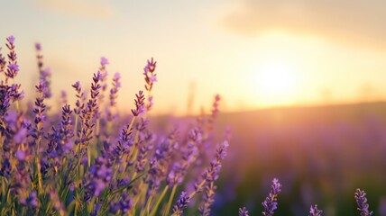 Fototapeta premium Lavender Field At Sunset