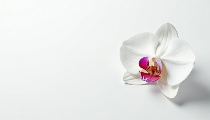 Delicate white orchid blossom on pure white backdrop, bloom, serene, soft