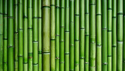 Obraz premium green bamboo background