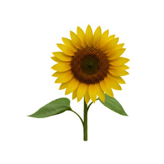 Fototapeta premium Single blooming sunflower with green leaves isolated 