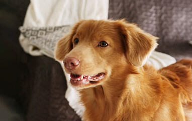 Adorable toller Retriever Dog At Home