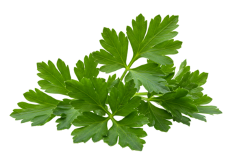 Fresh Parsley Sprig Image of Green Herb isolated on white background