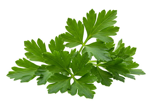 Fresh Parsley Sprig Image of Green Herb isolated on white background