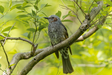 初夏の森の中のヒヨドリ