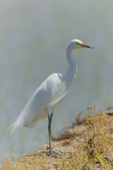 昼時のチュウサギ