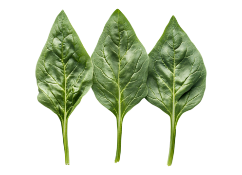 Three spinach leaves