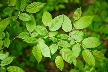 Wild hazelnut leaves. Young foliage in the wild