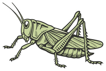 49 photo of a large, green grasshopper, macro shot, highly detailed, sharp focus, insect photography, natural lighting, seamless white background