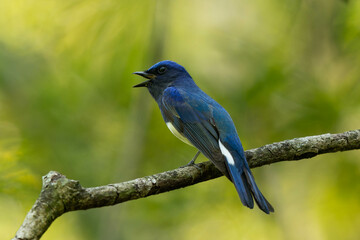 鳴き交わすオオルリ