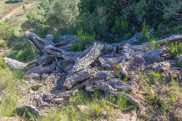Cork oak tree trunk decaying in tapada nacional de mafra