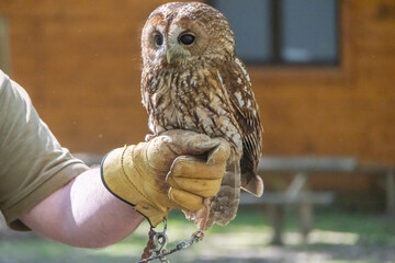 Tawny owl perching on falconer's glove at tapada nacional de mafra