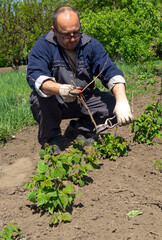 A gardener is carefully pruning raspberry plants in a lush garden. The bright sun shines down,...