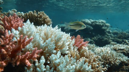 Fototapeta premium Reefs hit by bleaching. Underwater scene showcasing vibrant coral reefs and a swimming fish.