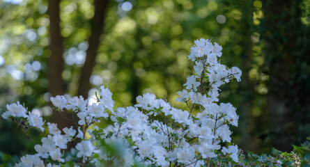 Im Park blühen große Rhododendron vor Bäumen