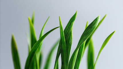 Fototapeta premium A few vibrant green grass blades standing upright, isolated on a clean white background