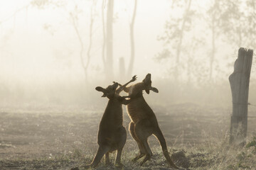 Morning mist. Golden light. A showdown begins.