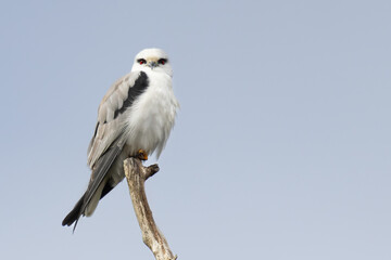 black-shouldered kite