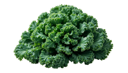 Fresh kale harvesting event agricultural field food photography outdoor setting close-up perspective healthy eating concept for seo impact