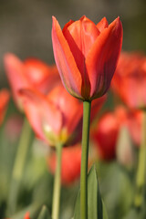 Naklejka premium Close Up Portrait Of A Beautiful Red Tulip Flower Standing Tall In A Spring Garden, With Other Tulips Softly Blurred In The Background. Vibrant Colors.