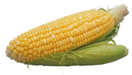Harvesting sweet corn a vibrant showcase of fresh produce farm fields culinary delights and agricultural beauty