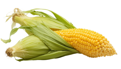 Fresh corn harvesting event local farm food photography outdoor field close-up view organic agriculture concept for seo impact