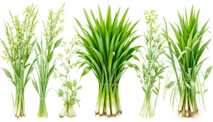 Obraz premium Harvesting fresh green plants for culinary uses kitchen garden botanical photography indoor environment close-up view culinary concepts