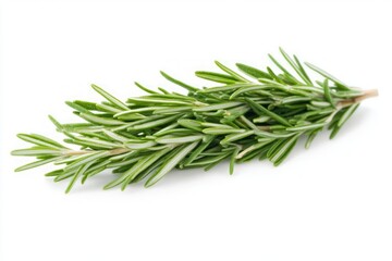 Fototapeta premium Fresh Rosemary Sprig On White Background