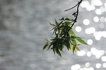 A Delicate Tree Branch With Fresh Green Leaves Hanging Over Water, With Bright Sunlight Creating Sparkling Bokeh Highlights On The Surface. Serene Nature.