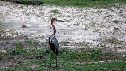 Goliath heron in the Okavango delta in Botswana