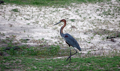Goliath heron in the Okavango delta in Botswana