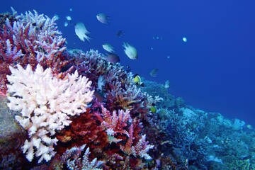 Coral bleaching of Acropora hard corals  - process when corals become white. Global warming impact.