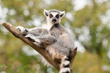 ring tailed lemur catta