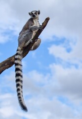ring tailed lemur sitting on a tree © Hana