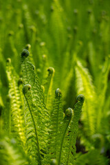 Emerging green fern shoots in a lush forest environment, symbolizing natural growth, biodiversity, and the beauty of Earth's renewal. Ideal for eco-themed content and Earth Day visuals.