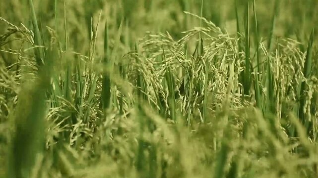Lush green lowland rice field under a clear blue sky in a rural setting.