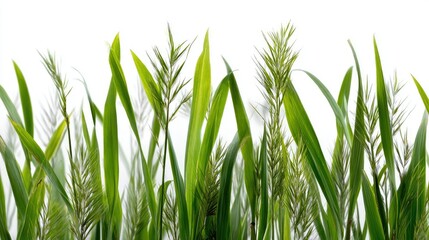 Naklejka premium Green grass blades in various lengths isolated on white, arranged organically