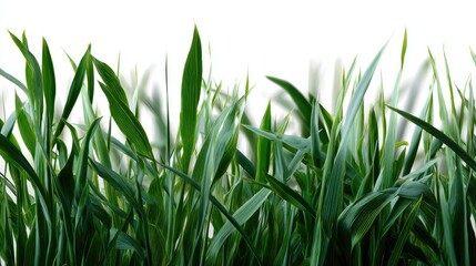 Obraz premium Green grass blades in various lengths isolated on white, arranged organically