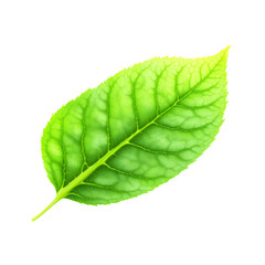 Obraz premium Vibrant Green Leaf Isolated on Transparent Background Perfect for Nature Designs Botanical Illustrations and Eco Projects