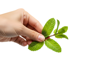 Fresh Mint Sprig in Hand isolated on white background