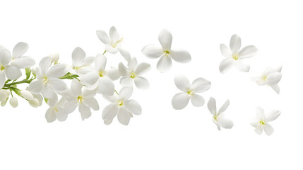 Fototapeta premium Elegant Jasmine Bloom White Flower, Botanical Floral Photography