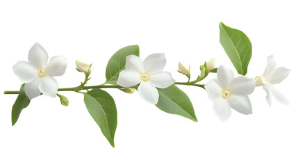 Fototapeta premium Bright Jasmine Flower Isolated on Transparent Background with Clipping Path